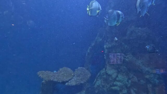 Orbicular Batfish Swimming Near Coral Reef in Large Marine Aquarium