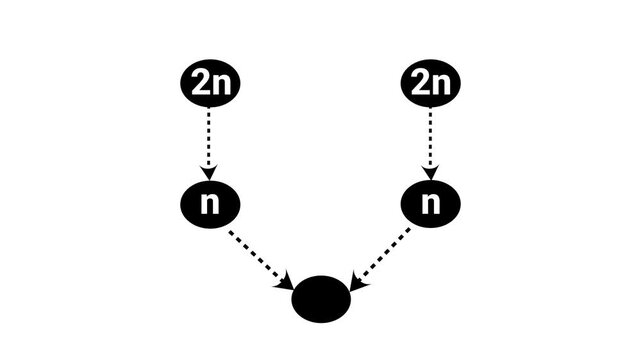 This infographic diagram features black circular nodes labeled 2n and n connected by dashed downward arrows. Biological Diploid and Haploid 2n/n Flowchart Diagram