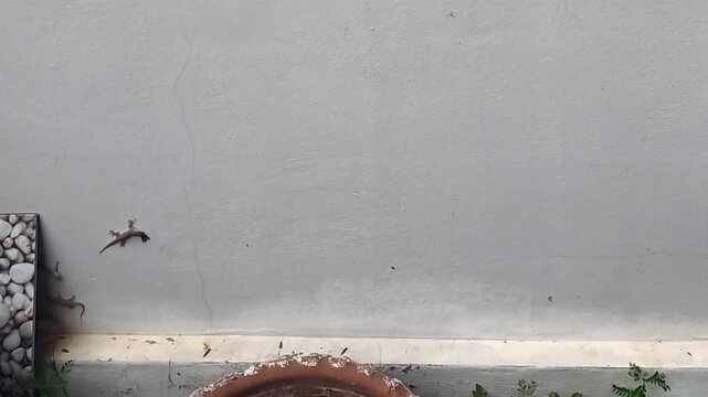 Close-up footage of small garden lizards hunting and catching flies after rainfall in Thailand, showcasing natural predator-prey behavior in a tropical environment..