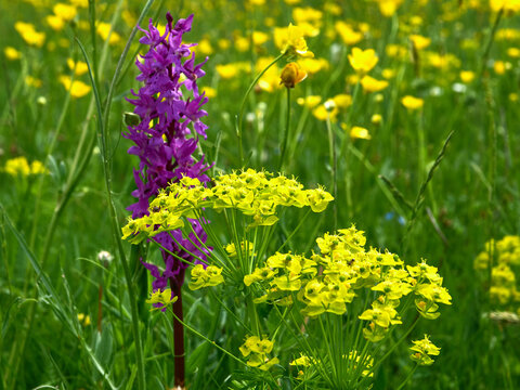 Le fioriture primaverili del Gran Sasso: Narcisi, Peonie, Orchidee, Asfodelo