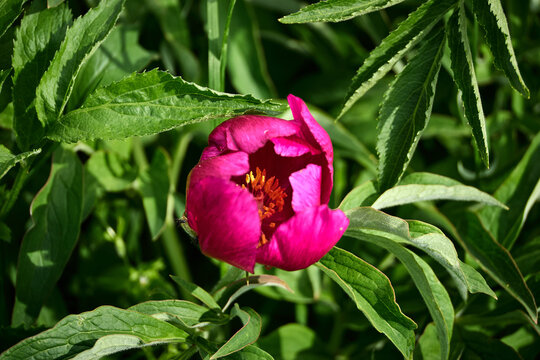 Le fioriture primaverili del Gran Sasso: Narcisi, Peonie, Orchidee, Asfodelo