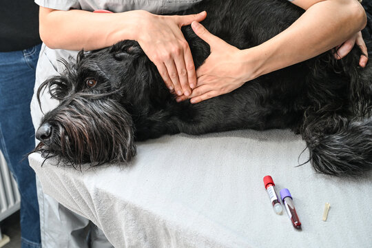 prise preleve du sang sur les animaux