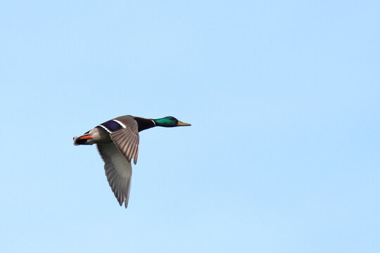 volo solitario