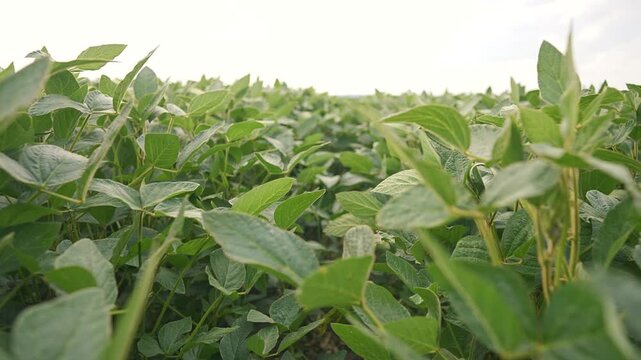 Soybean field extends to horizon with trifoliate leaves covering farmland. Green crop shows healthy soybean growth. Agricultural field displays dense soybean plants. Vast cultivation spans horizon.