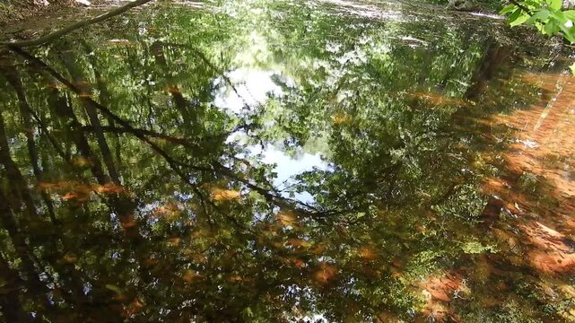 神秘の水鏡：美しい新緑の森林が映り込む水面。静寂と癒やし、マインドフルネスをテーマにしたシネマティック映像　Nature's Mirror: Vibrant Fresh Green Trees Reflected on Peaceful Water Surface, Concept of Tranquility  撮影日：20260525-1
