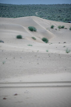 Sand dunes in Jaisalmer, Rajasthan, after sunset, featuring Khejri, Rohida, Babool, and Ker vegetation amid golden sand textures beneath a soft twilight sky in the Thar Deser