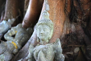 Fototapeta premium Numerous old and damaged Buddha images are found at the base of large trees in the temple.