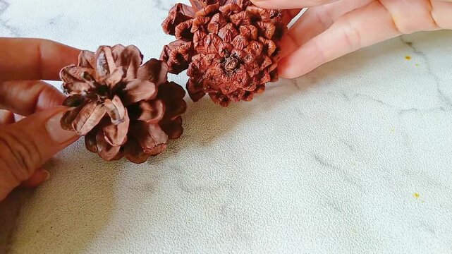 Dried Natural Pine Cones for Copy Space