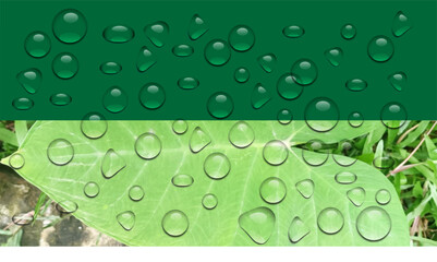 Water Droplets, Green Leaf, Raindrops on Foliage, Nature Background water Drops Vector  © Ready Bundel