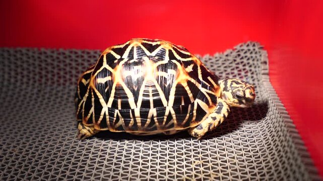 Golden and black turtle shell jewelry on textured surface