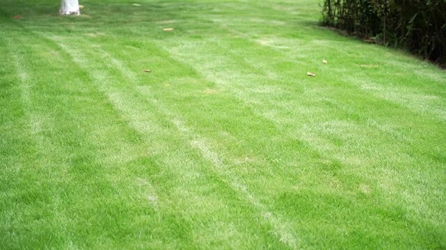 Close-up of a lush green, freshly mown and healthy looking lawn with stripes. Full frame background or texture