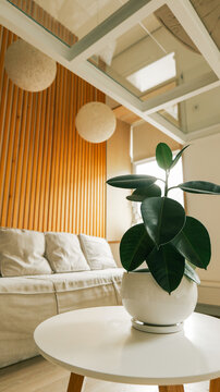 Modern living room with ficus plant, sofa, and wooden accent wall