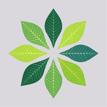 Green leaves arranged in a circular pattern