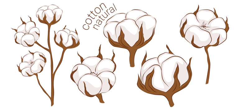 100% cotton Vector stock illustration. icon design. Natural fiber sign. Natural Organic Cotton Liner labels and badges - Sticker, Logo,  Tag Cotton Flower. Organic Textile.