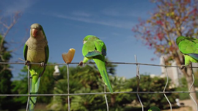 Green parrots perched on wire fence eating bread in tropical garden under dramatic sky
