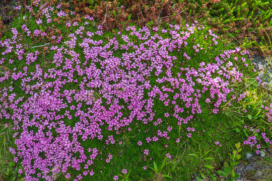 Moss campion (Silene acaulis)