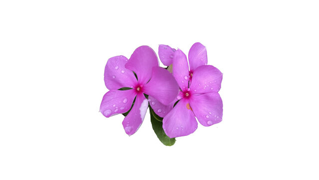 Close up of vibrant pink vinca flowers covered with morning dew, fresh tropical botanical floral element for design.
