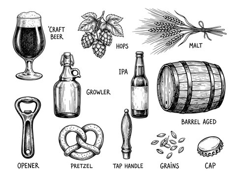 Vintage craft beer sketch set with hop and barley, hand draw ink illustration on white background