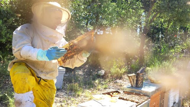 Apiarist working with a bee smoker and examining bees in a wooden beehive at an apiary