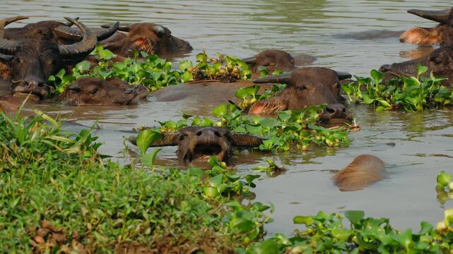 Herd of water buffaloes swimming and eating water hyacinths in a river in rural vietnam