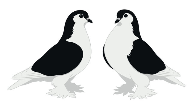 Vector graphic illustration featuring a pair of black and white domestic fancy pigeons facing each other on white.