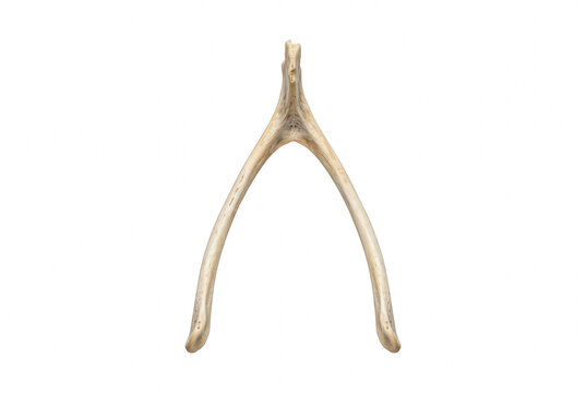 Symmetric Poultry Wishbone on Dark Surface