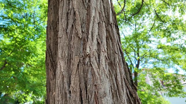 albero corteccia natura