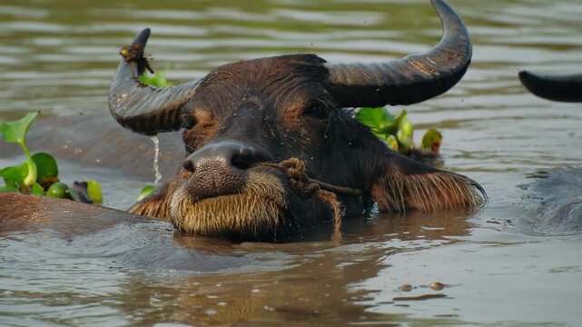 Water buffalo in muddy river water in rural vietnam