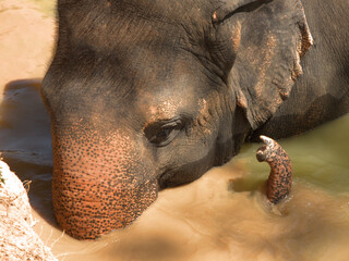 Obraz premium Close Up of Asian Elephant Submerged in Muddy Water in Phuket