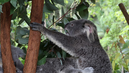 Koala Gripping a Eucalyptus Tree Trunk in a Lush Forest © blueringmedia