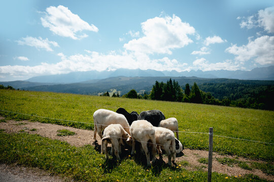 Flock of sheep grazing on a green mountain pasture with a panoramic alpine landscape in the background. Peaceful countryside