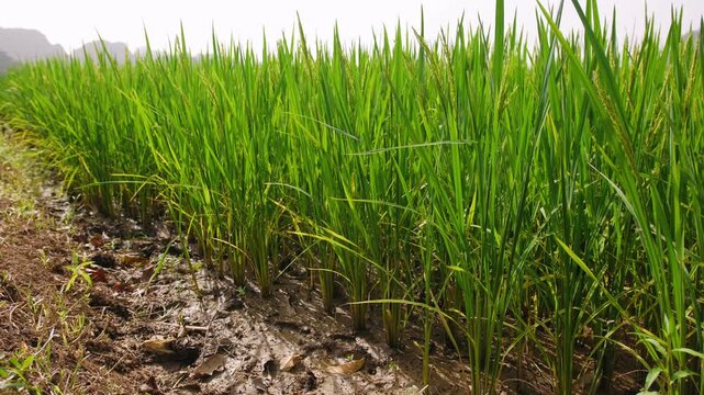 Green rice paddy field in vietnam.