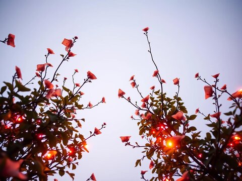 Generous currency sprouts from branches reaching skyward, a tranquil ode to enduring abundance bathed in soft, downward glow,  top-down view,  fiscal metaphor