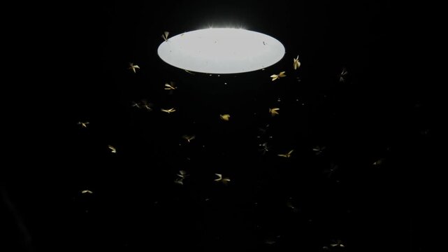 Moths Swarming a Light Fixture: A swarm of moths congregates around a bright, illuminated ceiling fixture in the darkness, drawn by the artificial light.