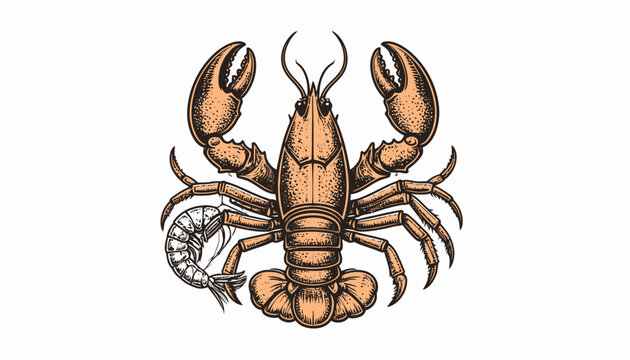 Hand-drawn lobster illustration with shrimp on white.