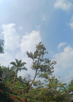 Low Angle View Looking Up at Tall Tropical Trees Against Bright Blue Sky with White Clouds, Indonesian Nature