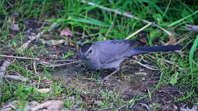 Gray CatBird smacking a hornet into the ground in slow motion in Provo Canyon, Utah.