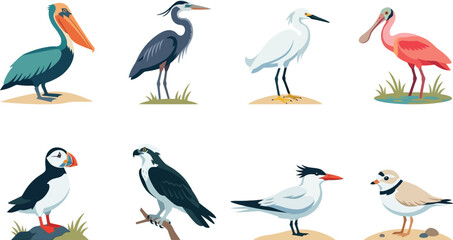 Obraz premium Set of diverse coastal bird species illustrations including pelicans herons egrets and puffins