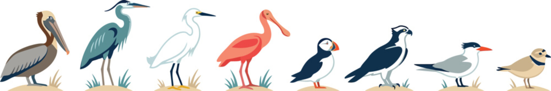 Row of various coastal bird illustrations featuring herons pelicans and shorebirds, wildlife