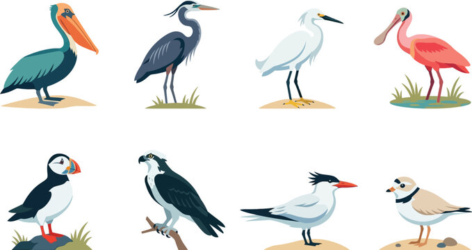 Set of diverse coastal bird species illustrations including pelicans herons egrets and puffins