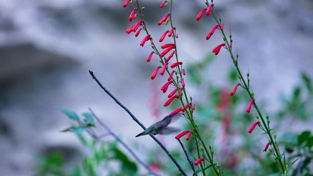 Hummingbird drinking nectar from a firecracker penstemon flower as it flies in slow motion.
