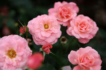 Obraz premium Beautiful roses blooming in the garden.