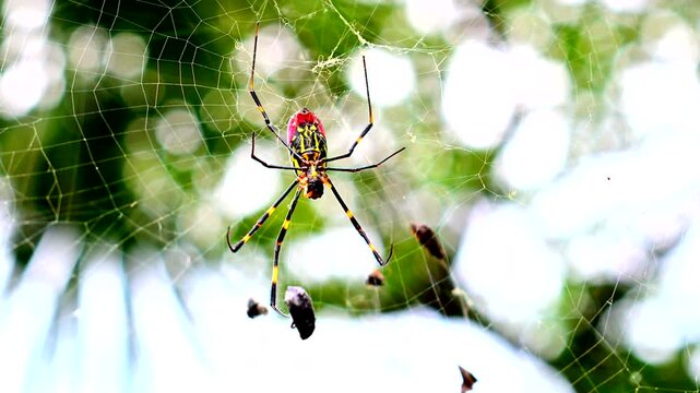 獲物を捕まえた蜘蛛