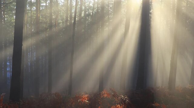 The sun's rays pass through the mist in the autumn forest