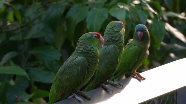 Two Red-crowned amazons (Amazona viridigenalis) and one Blue-crowned parakeet (Thectocercus acuticaudatus) perched side-by-side on a metal railing, close up shot.