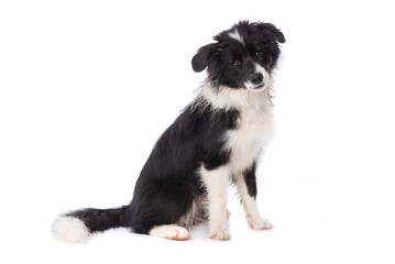 Fototapeta premium Sitting Border Collie puppy isolated on a white background