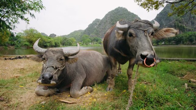 Two asian water buffaloes on the green grass by a lake, Vietnam
