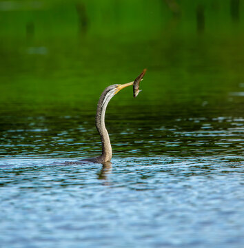.Darter with Fish in Mouth