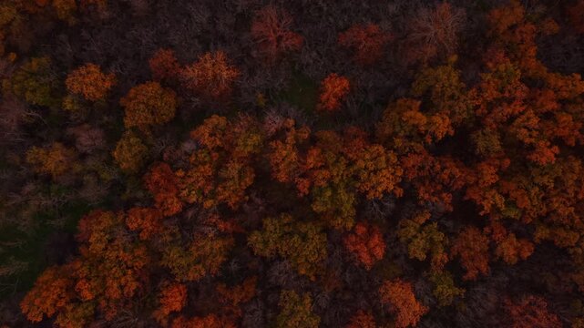 Autumn forest canopy from above with orange and red foliage. Dense treetops in warm tones filling the frame, overhead drone composition.