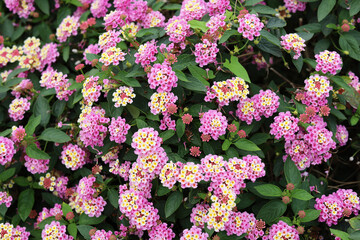 Obraz premium Pink and yellow Lantana camara flowers blooming in a garden.
